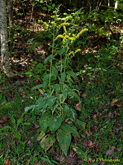 {Solidago patula}